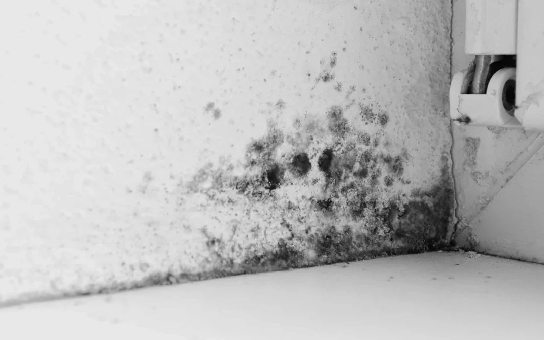 What Is Damp Proofing and Why Is It Important for Your Home?