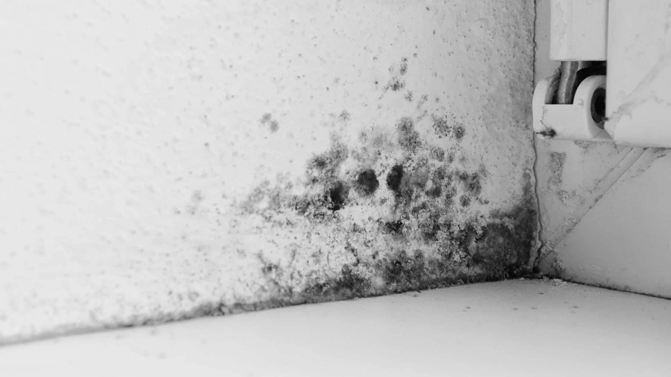 bad damp and mould problem