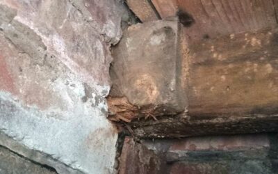 Woodworm discovered on Damp and Timber Survey